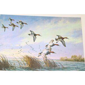 David Maass Print Vintage Canvasbacks Ducks Print in Flight 92630
